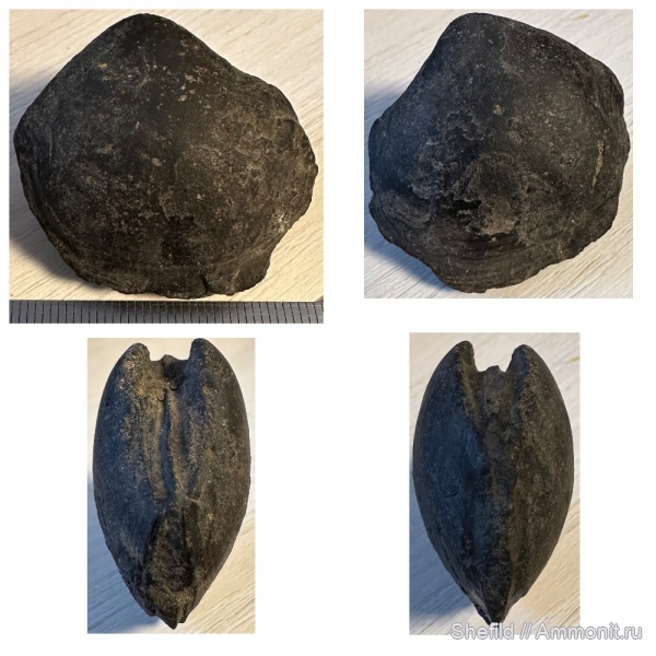 Москва, двустворки, р. Шмелевка, Jurassic