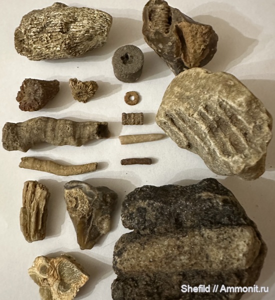 морские лилии, губки, Москва, криноидеи, ругозы, ихнофоссилии, Crinoidea, Битцевский лес, р.Чертановка