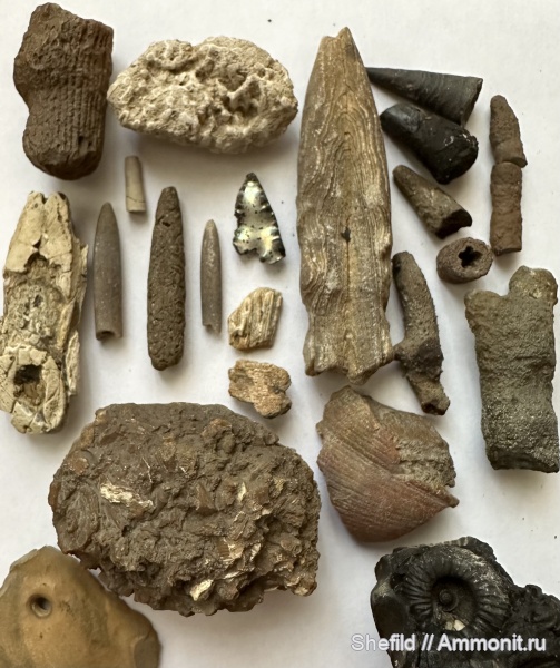 аммониты, белемниты, морские лилии, кораллы, Москва, криноидеи, лопатоногие моллюски, фрагмоконы, ругозы, Echinoidea, Syringopora, ихнофоссилии, Crinoidea, Jurassic, р.Шмелевка