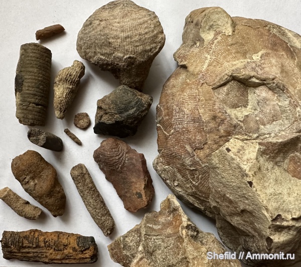 брахиоподы, морские лилии, Москва, ругозы, Gigantoproductus, Echinoidea, Calamites, ихнофоссилии, иглы морских ежей, Crinoidea, Битцевский лес