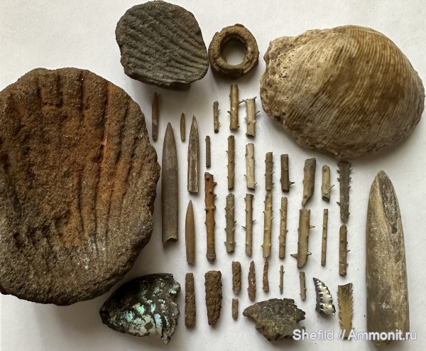 аммониты, брахиоподы, морские лилии, Москва, Echinoidea, иглы морских ежей, Pecten, Crinoidea, Суворовский парк, Jurassic, Морской гребешок