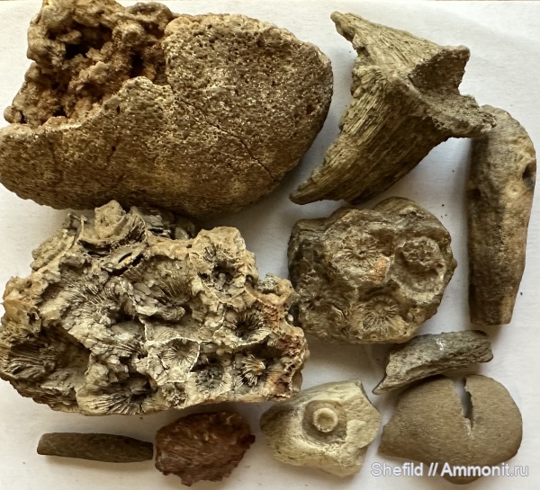 брахиоподы, морские лилии, кораллы, губки, Москва, ругозы, Echinoidea, ихнофоссилии, иглы морских ежей, Crinoidea, р.Чертановка