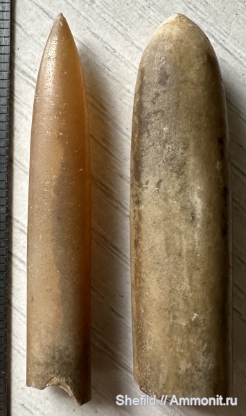 белемниты, Фили, Москва, ростры, Acroteuthis, Суворовский парк, Liobelus, Acroteuthis mosquensis, Jurassic, Liobelus praecorpulentus