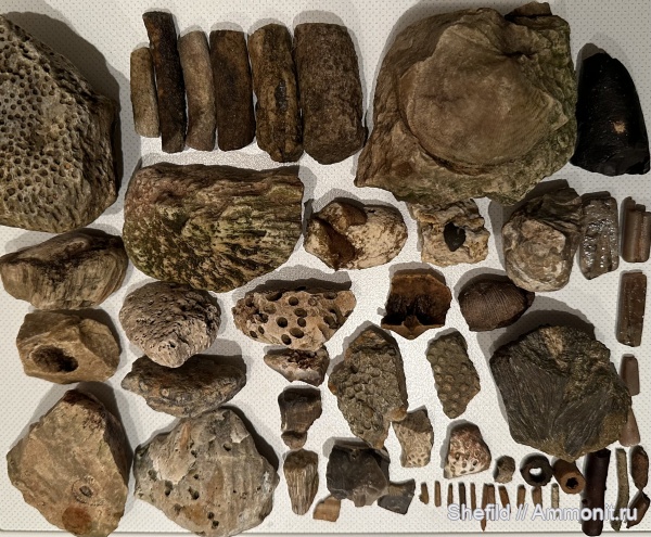 брахиоподы, кораллы, губки, Москва, Echinoidea, ихнофоссилии, иглы морских ежей, Битцевский лес, р. Водянка