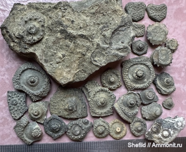 морские ежи, морские лилии, Echinoidea, Cidaris, Crinoidea, Судак, Millericrinus, Судакская крепость, цидарис