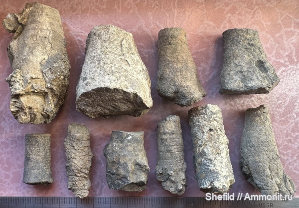 морские лилии, Крым, Crinoidea, Новый Свет, holdfast, Jurassic, Холдфаст