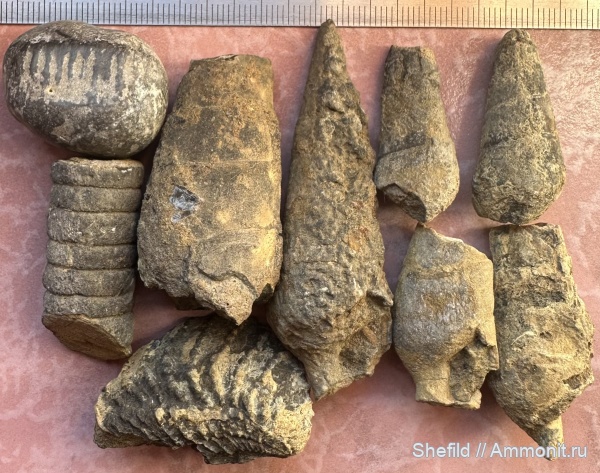 брахиоподы, гастроподы, морские лилии, кораллы, головоногие моллюски, Крым, Lopha, Nerineidae, Новый Свет