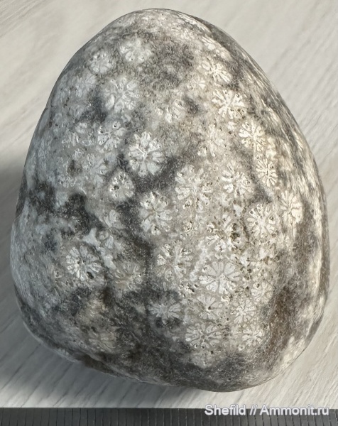 кораллы, Крым, Солнечная Долина, Heliocoenia Etallon