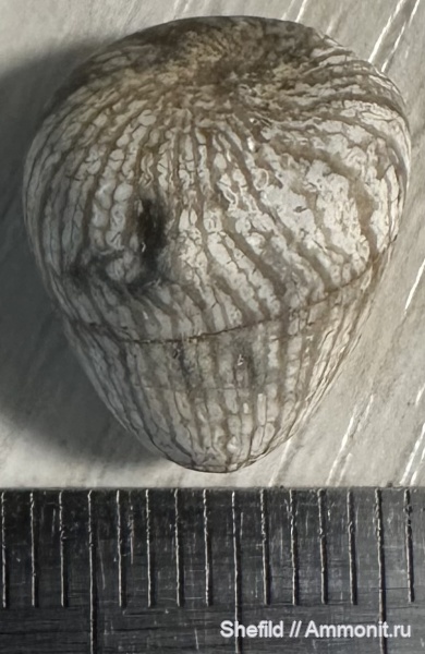 кораллы, Крым, Scleractinia, Солнечная Долина