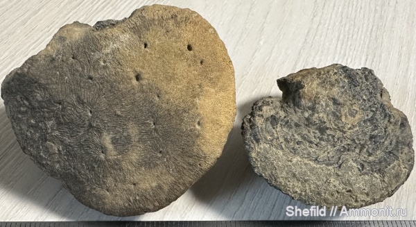 кораллы, Крым, Судак, Dimorphastraea, Jurassic