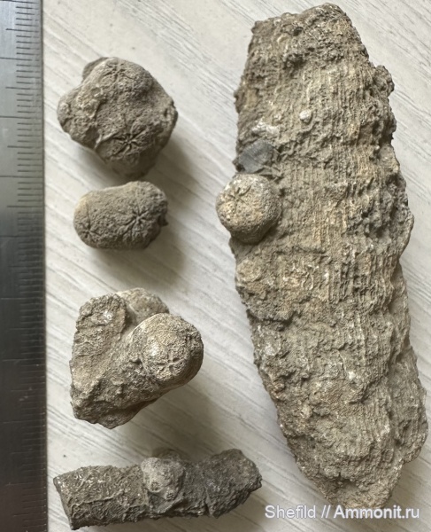 кораллы, губки, Крым, Thamnasteria, Судак, Stellispongia, Jurassic