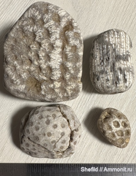 кораллы, Крым, Montlivaltia, Scleractinia, Солнечная Долина