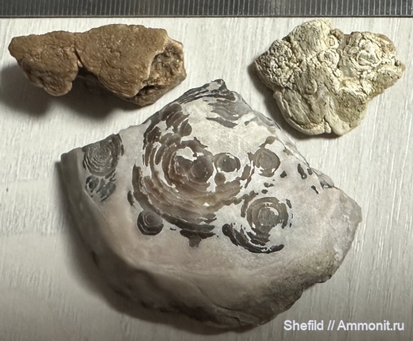 белемниты, брахиоподы, губки, Москва, Крым, beekite, окремнение, концентрические следы окремнения