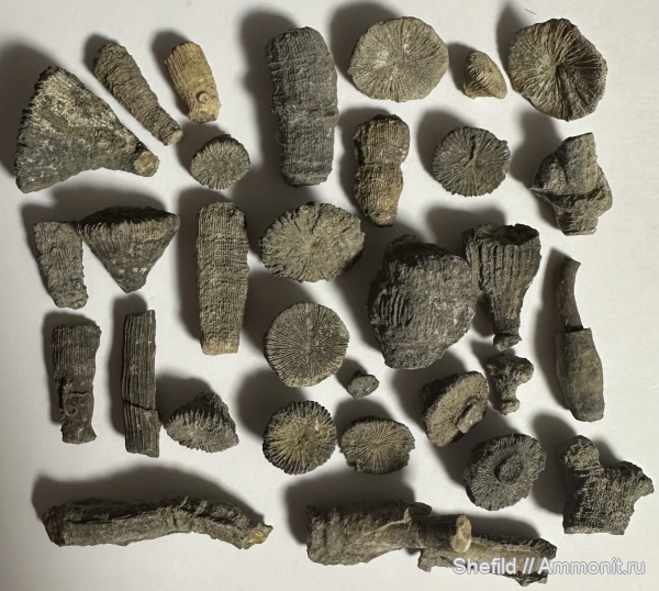 кораллы, серпулы, кольчатые черви, Крым, Serpulidae, Montlivaltia, Судак, Scleractinia, Discocyathus, Acrosmilia, Jurassic