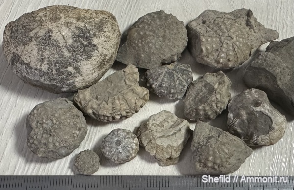 морские ежи, иглокожие, Крым, Echinoidea, Ялта, Cidaris, цидарис