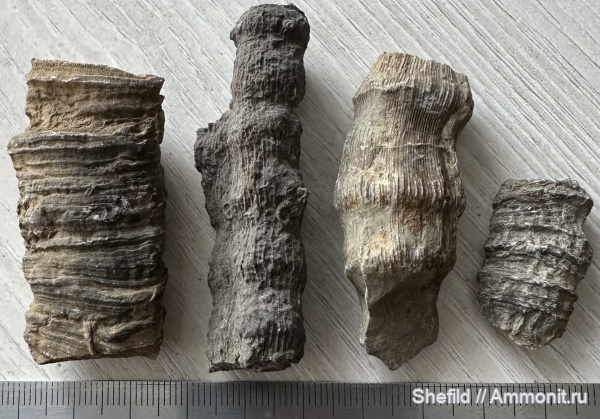 юра, кораллы, Крым, Ялта, Montlivaltia, Scleractinia