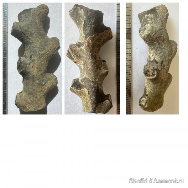 юра, кораллы, Крым, Судак, Jurassic, Bathelia, Madrepora