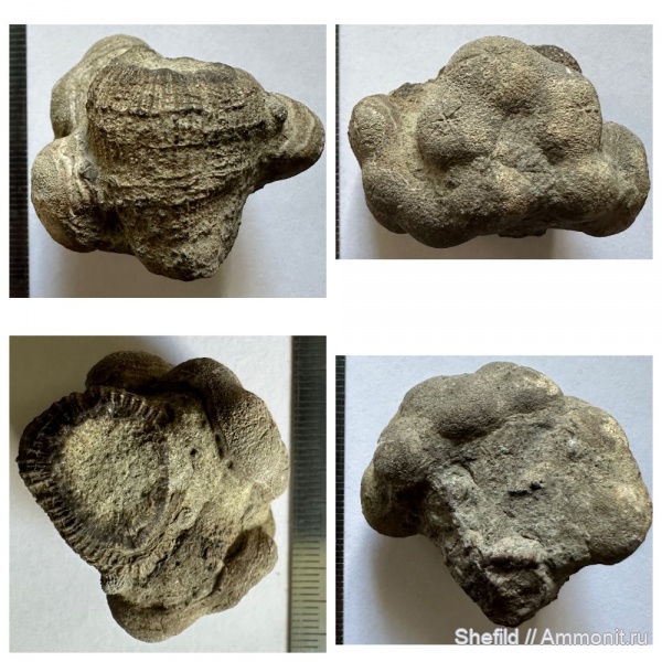 юра, кораллы, губки, Крым, обрастание, Новый Свет, Stellispongia, Jurassic