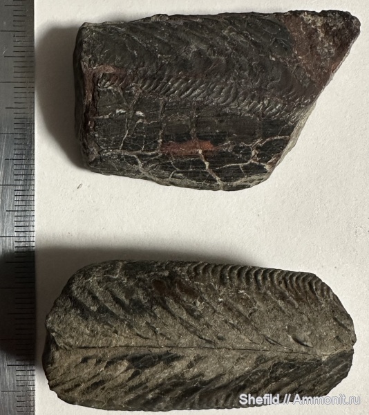 юра, Крым, Inoperna, Судак, Inoperna sowerbiana, Jurassic