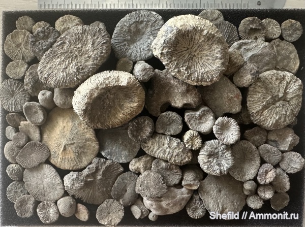 юра, кораллы, губки, Крым, Судак, Rhipidogira elegans, Scleractinia, Stellispongia, Jurassic юра, кораллы, губки, Крым, Судак, Rhipidogira elegans, Scleractinia, Stellispongia, Jurassic