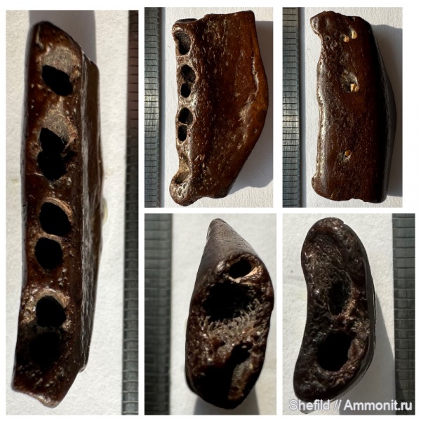 млекопитающие, миоцен, кайнозой, Крым, Керчь, сармат, тюлени, Monachopsis pontica, Monachopsis