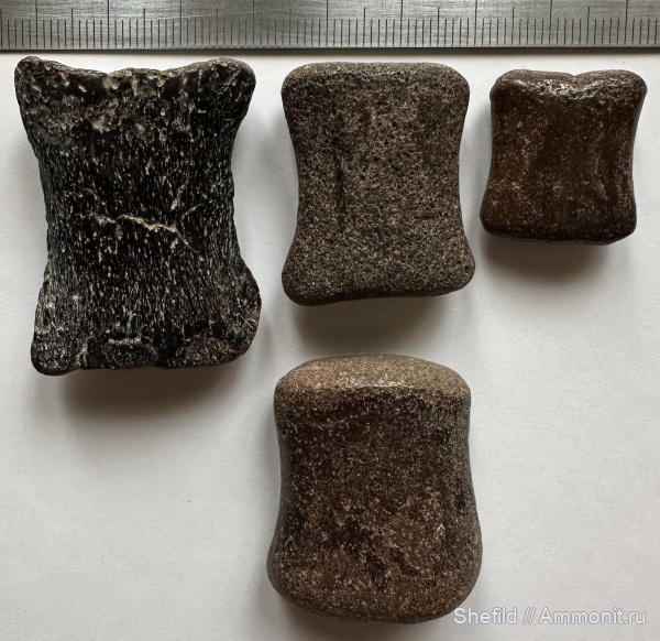 киты, Крым, Керчь, Cetotherium, цетотерии, фаланги