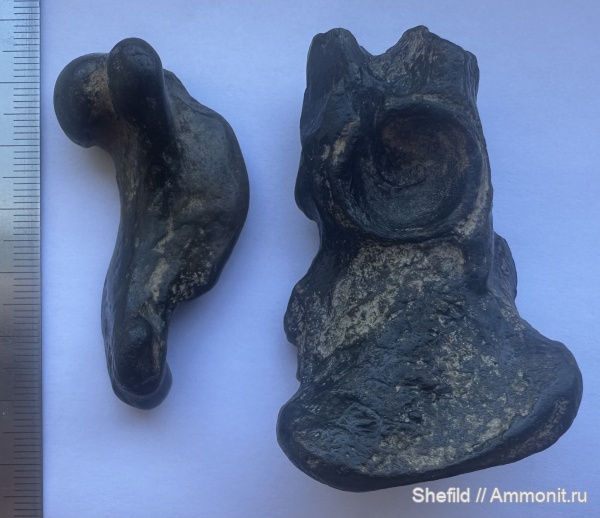 млекопитающие, миоцен, кайнозой, Крым, Керчь, сармат, тюлени, Monachopsis pontica, Monachopsis