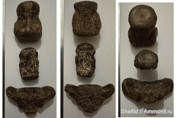 млекопитающие, миоцен, кайнозой, Крым, позвонки, Керчь, сармат, тюлени, Monachopsis pontica, Monachopsis