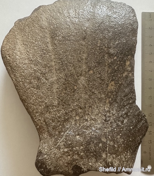 неоген, млекопитающие, киты, Крым, Керчь, Cetotherium, цетотерии