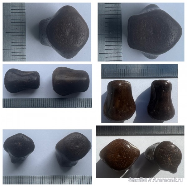 млекопитающие, миоцен, кайнозой, Крым, позвонки, Керчь, сармат, тюлени, Monachopsis pontica, Monachopsis