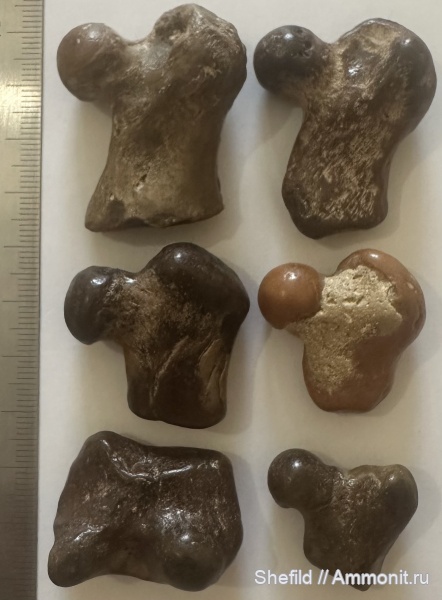 млекопитающие, миоцен, кайнозой, Крым, Керчь, сармат, тюлени, Monachopsis pontica, Monachopsis