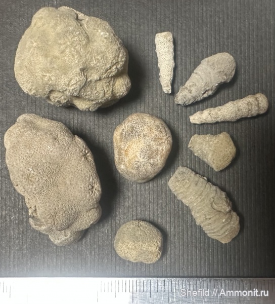 губки, Крым, Porifera, Новый Свет, Peronidella, Stellispongia, Солнечная Долина