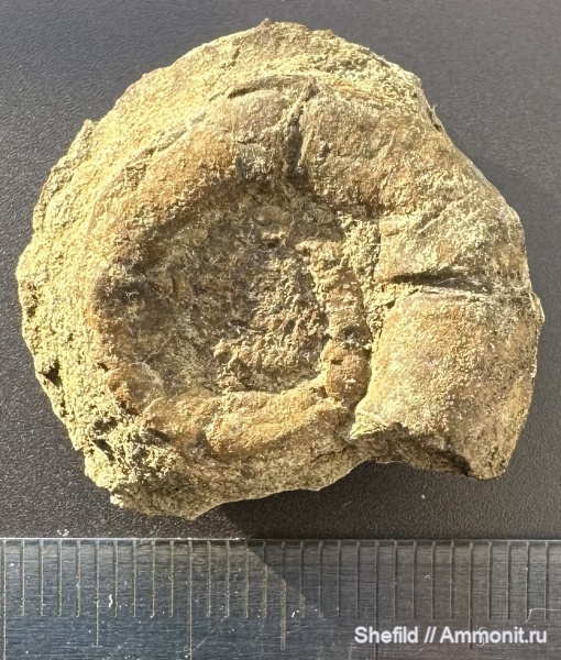 аммониты, Крым, Lytoceras, Новый Свет