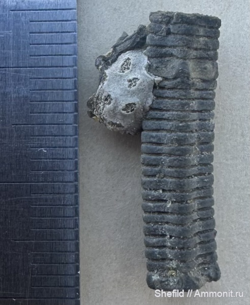 юра, губки, Pentacrinus, Крым, обрастание, Новый Свет, Лилии, пентакринус, гора Сокол