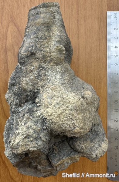 морские лилии, криноидеи, Крым, обрастание, Судак, holdfast, Холдфаст