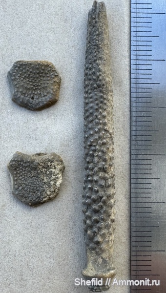 морские ежи, Крым, Судак, Diplocidaris gigantea, Jurassic