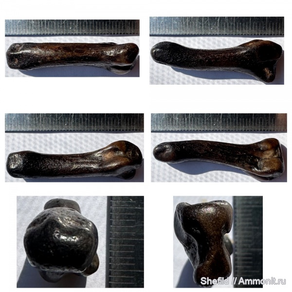 млекопитающие, Крым, кости, Керчь, Phoca, тюлени, фаланги