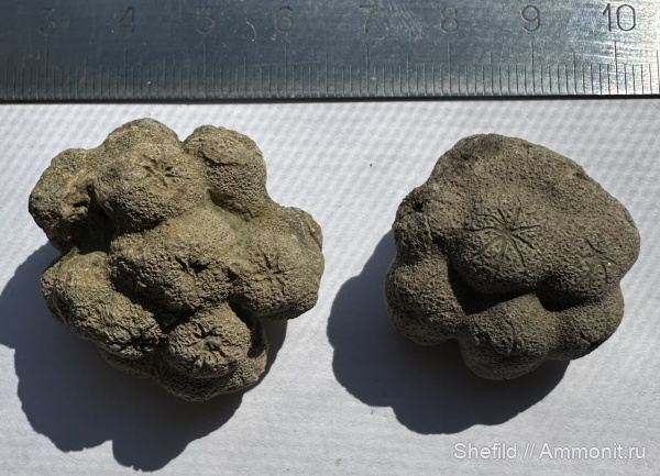 губки, Крым, Судак, Stellispongia