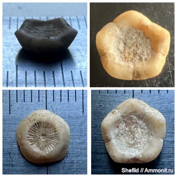 морские лилии, карбон, криноидеи, Московская область, Crinoidea, р.Бунчиха