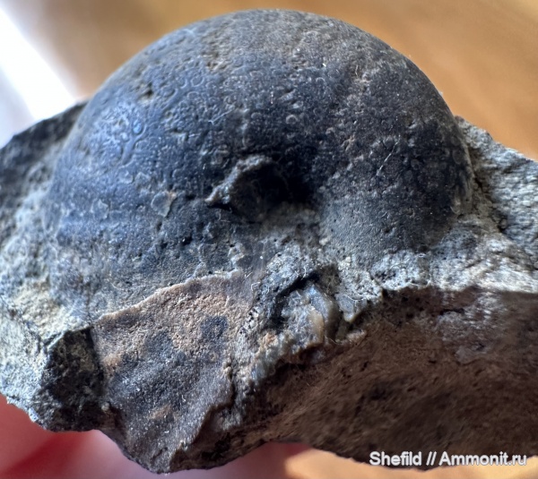 аммониты, юра, Крым, Судак, Jurassic