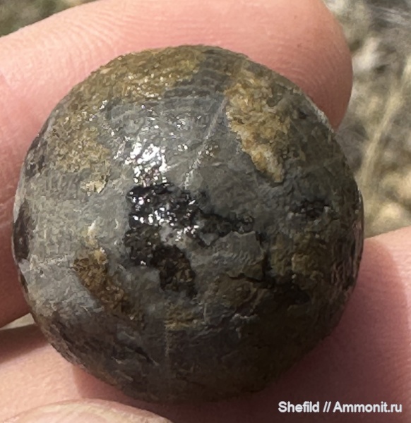 морские ежи, иглокожие, Крым, Echinoidea, Судак, Jurassic