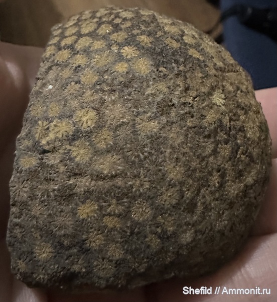 юра, кораллы, Крым, Новый Свет, Jurassic, Heliocoenia Etallon