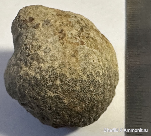 юра, кораллы, Крым, Новый Свет, Jurassic