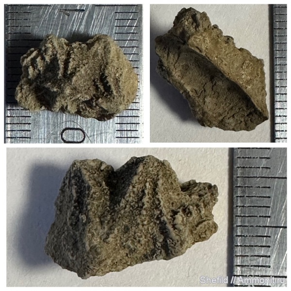 Echinoencrinites, Крым, Cystoidea, Новый Свет, Jurassic