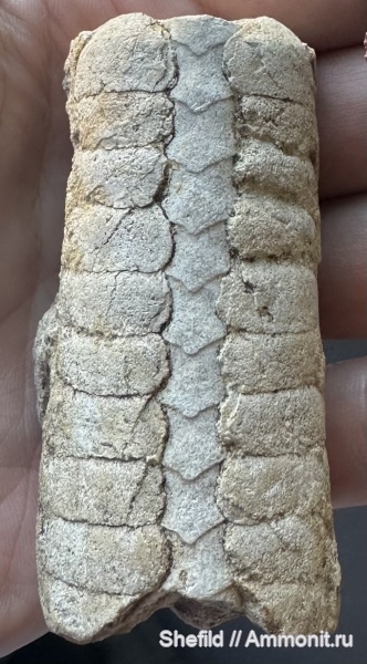 ордовик, головоногие моллюски, эндоцерасы, Endoceras, Ленинградская область, Ordovician