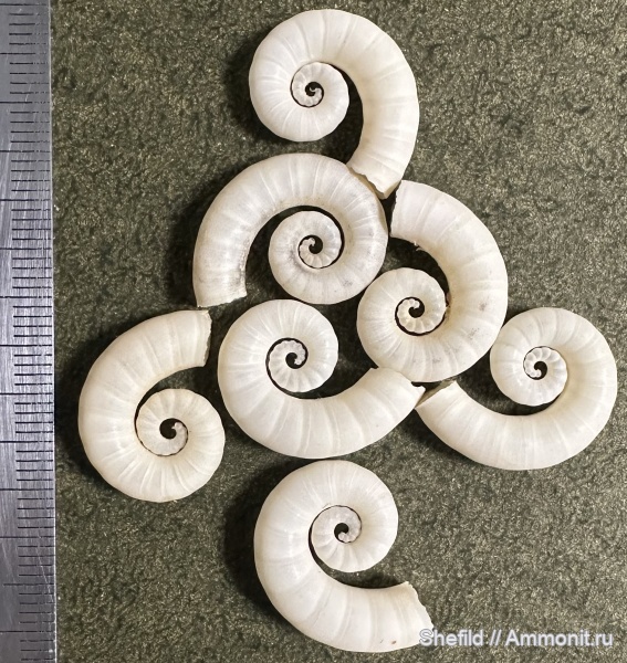 Coleoidea, Spirula, спирулы, Spirulida