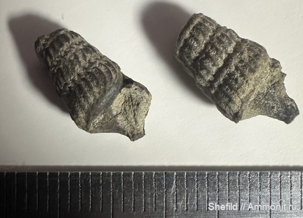 юра, мезозой, брюхоногие моллюски, Крым, Gastropoda, Судак, Jurassic, Terebrella