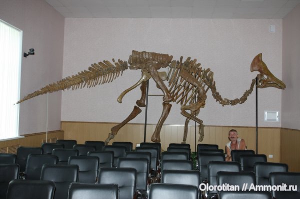 динозавры, гадрозавры, Olorotitan