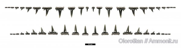 зубы, акулы, Orthacodus, озубление, Synechodontiformes, teeth, sharks