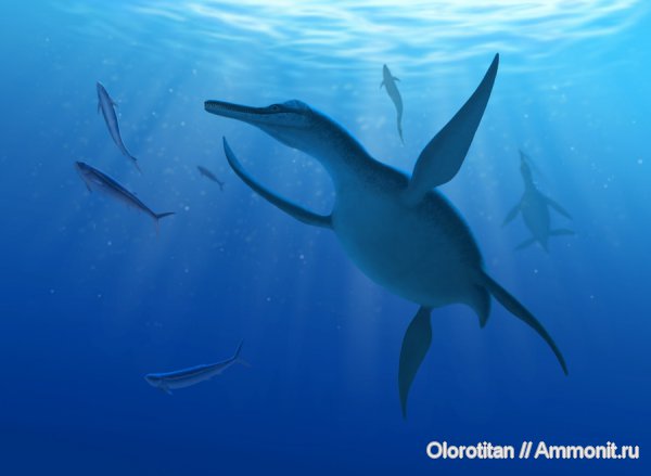 мел, Georgiasaurus, Polycotylidae, Пензенская область, Cretaceous